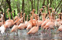Cartagena private aviary tour