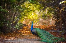 Cartagena private aviary tour