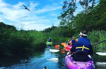 Kayak The Creek Nature Tour