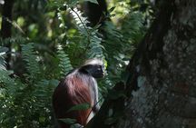 Half-Day Private Jozani Chwaka Bay Forest Tour in Zanzibar