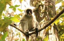 Half-Day Private Jozani Chwaka Bay Forest Tour in Zanzibar