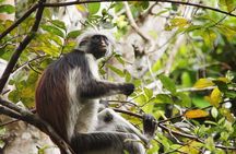 Half-Day Private Jozani Chwaka Bay Forest Tour in Zanzibar