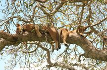 4 Day Gorillas, Wildlife and Chimpanzee Trek at Kibale 