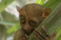 Exclusive Bohol,Philippines Chocolate Hills-Tarsier Tour