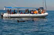 Whale and Dolphin Watching with a Biologist in Puerto Vallarta