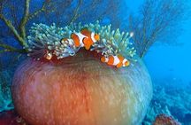 Snorkeling to Menjangan Island