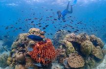 Nemo Island Experience with Drone Photos and Lunch