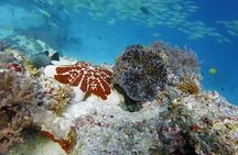 Full-Day Group Snorkeling Tour to Mnemba Island