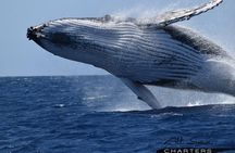 Whale Watching Busselton