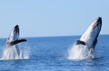 Whale Watching Dunsborough