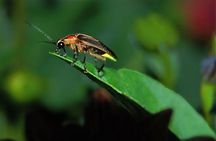 Bohol: Private Firefly Watching Cruise