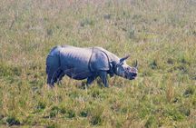 Tour of Pobitora Wildlife Sanctuary from Guwahati with Safari, Lunch and Guide