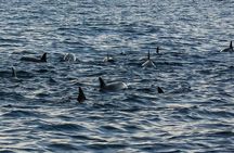 Bohol: Pamilacan Island Dolphin & Whale Watching Tour