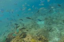 Bohol: Pamilacan Island Dolphin & Whale Watching Tour