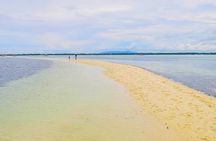 Bohol: Pamilacan Island Dolphin & Whale Watching Tour