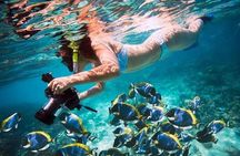 Private Speedboat Dolphin House Sea Trip with Transfer - Hurghada