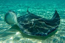 Starfish Point, Stingray City-Sandbar & Coral Gardens