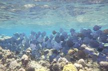 Starfish Point, Stingray City-Sandbar & Coral Gardens