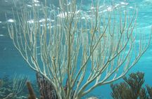 Starfish Point, Stingray City-Sandbar & Coral Gardens
