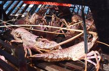 Geraldton Lobster Pot Pull