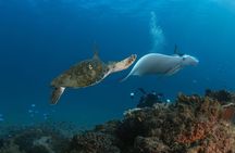 Try-Scuba Experience at Cook Island: Turtle Encounters 100%