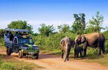  Half Day Udawalawe Safari from Kalutara (Entrance + Lunch)