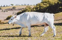 Chianina cattle Tour 