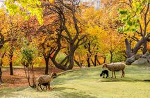 7-Days Autumn Tour to Hunza Valley