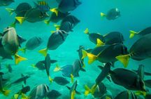 Shore Excursion Premium Family Snorkeling Experience
