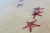 Hideaway Island Escape, Blue Lagoon and Turtle Experience