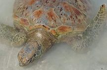 Hideaway Island Escape, Blue Lagoon and Turtle Experience