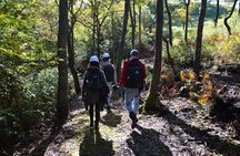 Rural Forestry Tour in Aso Minamioguni