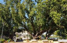 Darwin Heritage Walk