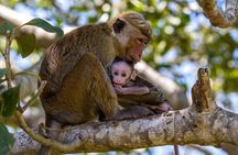 Wilpattu National Park Private Full Day Tour From Colombo