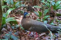 TOUR PACKAGE (jungle trekking, taxi, Room) 4 DAYS 3 NIGHTS in BUKIT LAWANG 