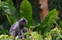 TOUR PACKAGE (jungle trekking, taxi, Room) 4 DAYS 3 NIGHTS in BUKIT LAWANG 