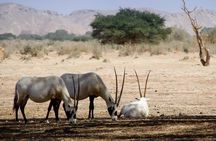 HALF-Day Wildlife Tour Through Souss Massa from Agadir