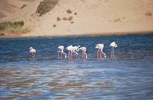 Souss Massa National Park Half Day Trip from Agadir
