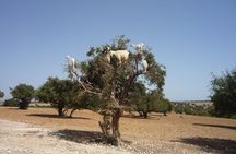 Tafraout and Tiznit Guided Day Tour from Agadir