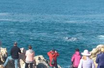 From Cape Town :Cape Agulhas &Whale Watching Tour in Hermanus 