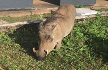 3 Days Sunrise Elephant Safari-Mole Park with -Round Trip Flight 