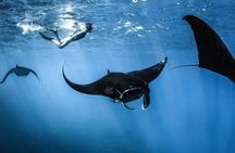 Highlights of Komodo
