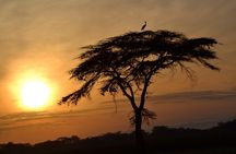 6 Days Amboseli, Lake Nakuru and Masai Mara