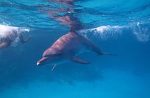 Overnight Snorkeling Trip At Satayh Dolphin Reef From Marsa alam
