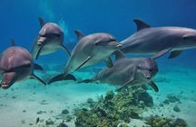 Private Boat to Dolphin House Full day Snorkeling Sea Trip Max 10 Pax - Hurghada