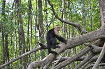 Costa Rica Mangrove Monkey Tour