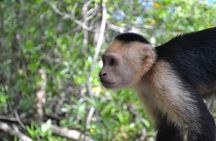 Costa Rica Mangrove Monkey Tour