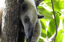 Sloth Tour Manuel Antonio National Park