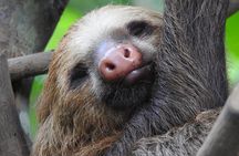 Sloth Tour Manuel Antonio National Park