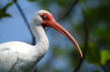 Birdwatching Tour
